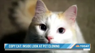 CO anglais - Pet cloning