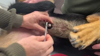 Treating pus in a dog's prepuce at Burwood Vet