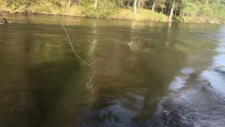 Casting dries at newly fallen cedar.