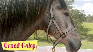 Grand Galop - Un invité de marque Partie 1 et Partie 2 | Grand Galop Saison 2 | Épisode 1 et 2