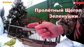 Ловля певчих птиц 2022. Пролетный щегол. Зеленушки. Catching songbirds.