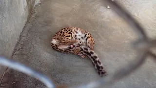 Marbled Cat found in Sreemongal Bangladesh #SplendidDocumentary