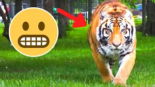 6 Tiger Encounters That Will Terrify You