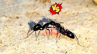black ant fight 🐜🐜 one vs one original ant fight 🐜🐜