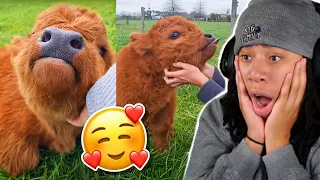 5 Animals We All Should Be Thankful For.. Aww Its Like A Furry Chicken Nugget 🥺😍 (Casual Geographic)
