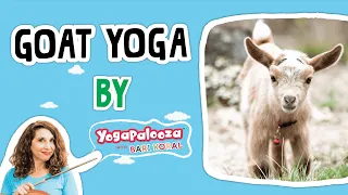 Goat Yoga! "My kid" song by @yogapalooza