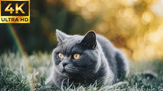 Cats 4K - Calming Cat Video TV Background, Relaxing  Music Calming Music for Cats Reduce Stress