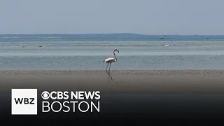 Fisherman may have captured first picture of wild flamingo in Massachusetts