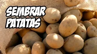 Sembrar Patatas o Papas (El Mejor Método) 🥔 | La Huerta de Ivan