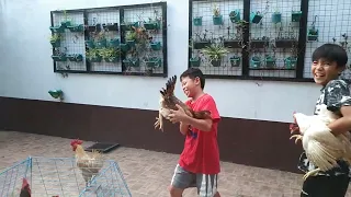 pagsusoli ng mga nkapaligong manok sa bahay nila