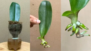 Planting 1 Orchid Leaves In This Strange Way Will Grow Roots And Bloom Forever