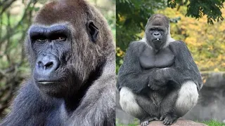 Best Cute & Funny Gorilla Video, Alpha Gorilla Welcomes Spy Gorilla To The Forest