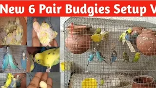 3 budgies le ae🥰.Exhibution bemar ho gaya😨