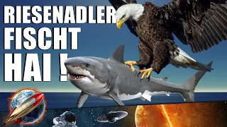 Adler fängt Hai! - Wenn es nicht gefilmt worden wäre, würde es niemand glauben!