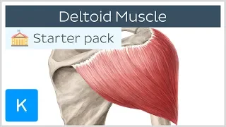 Deltoid Muscle: Origin, Insertion & Action - Human Anatomy | Kenhub