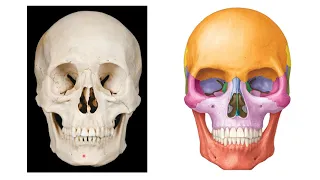 Learning foramina, fissures and canals of the Skull for SCB 203