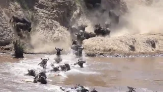 A Grande Migração dos Gnus / The Great Migration of Wildebeests