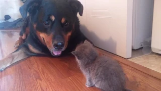 rottweiler and kitten become friends