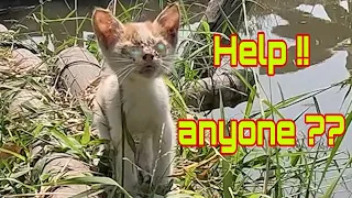 The Hungry Kitten with Injured Eyes Screaming Near the Canal Begging For Help | Animals Rescue