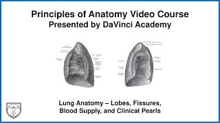 Lung Anatomy - Lobes, Fissures, Blood Supply, and Clinical Pearls  [Thorax Anatomy 6 of 16]