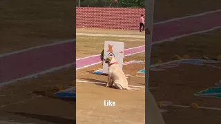 INDIAN ARMY DOGS TRAINING 🇮🇳 #india #army #viral #dog