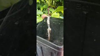 Pawpaw Planting and Late Season Graft Check-in