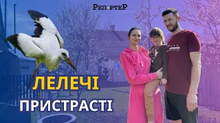 Як за пару лелек з Прикарпаття переживала вся Україна