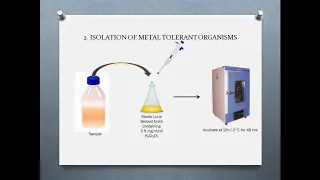 Determination of heavy metal tolerance of microorganisms