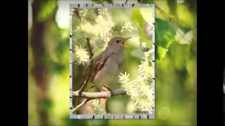 Евгений Мартынов Соловьи поют,заливаются