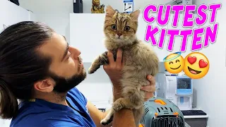 THE CUTEST CAT EVER! The kitten is so cute! #TheVet