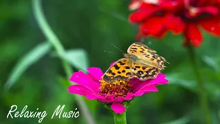 Красивая музыка  Релакс 2022 для медитации /Beautiful music Relaxation for  meditation Butterfly 18+