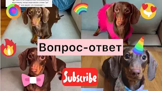 ЧАПИ ОТВЕЧАЕТ НА ВОПРОСЫ || Чапитосики