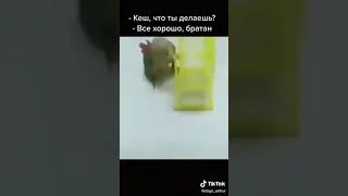 Попугай раскрутил хомяка в колесе.