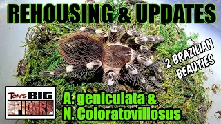 A. Geniculata and N. coloratovillosus Rehousing and Notes