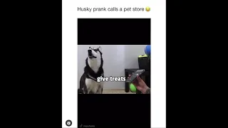 Husky prank calls a pet store😂😂 ll #shorts #funnydogs #husky #funny