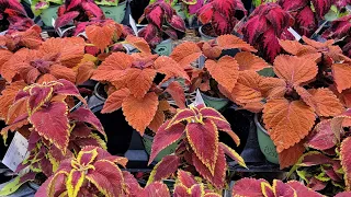 Let's talk Coleus...Can you say Aaaamazing...