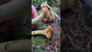 Mushroom ASMR: Chanterelle Cleaning and Trimming