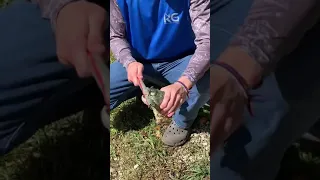 Snapping Turtle Head still Bites even after being Cut Off