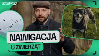 GATUNEK ZERO #7: DLACZEGO PSY KRĘCĄ SIĘ W KÓŁKO ZANIM SIĘ ZAŁATWIĄ. POLE MAGNETYCZNE I ZWIERZĘTA