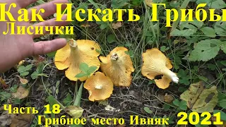 Как искать грибы Лисички 30 августа Часть 18 Грибное место Ивняк 2021 Лекарственные травы Таежный