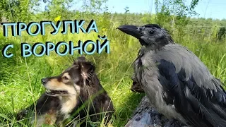 Прогулка с вороной 7