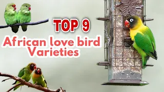 Top 9 african Love birds |Beginners Guide for Lovebirds | Names and Identification of lovebirds
