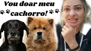 Como evitar doação por impulso?😮🐾 #cães #animaisdeestimação #querodoarmeucachorro