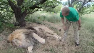 МИЛО !!! Лев Марсель ведет себя как РЕБЕНОК  !