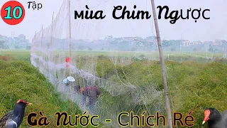 TvC - Mùa Chim Ngược ( Tập 10 ) Cánh Cò - Cánh Vạc Nhịp Sống Đồng Quê - TRẢI GHIỆM BẪY CHIM ĐÊM