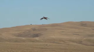 Falconry: Grouse Hawking with a Gyrfalcon