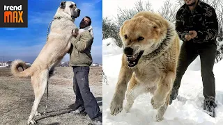 The BIGGEST AND MOST POWERFUL DOG BREEDS