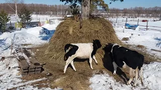 ГАВОПАНИШАД Корова —мать вселенной.