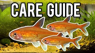 Should YOU get Ember Tetras? (Care Guide)