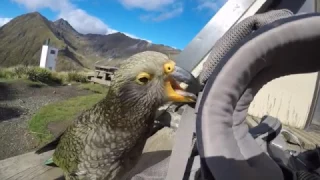 Kea - New Zealand Mountain Parrots